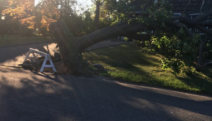 picture of uprooted tree on Long Island, NY in the aftermath of tropical storm Isaias August 2020